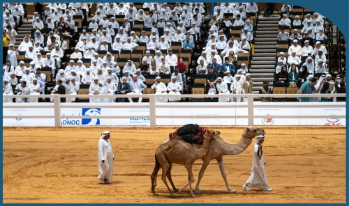 Record Camel Auction Marks Vibrant Third Day of ADIHEX 2025 Record Camel Auction Marks Vibrant Third Day of ADIHEX 2025