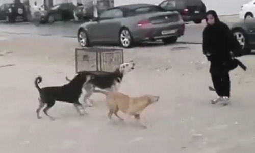 Don’t feed stray dogs: Ministry 