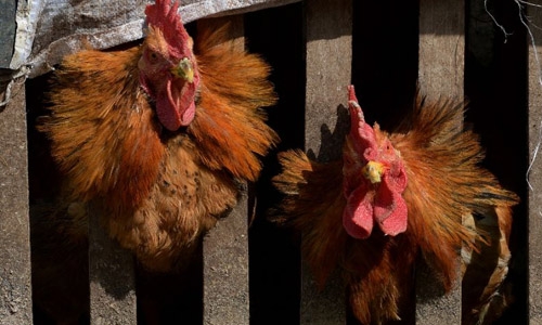 Hong Kong reports second human case of bird flu