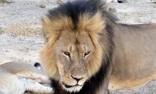 Pakistan zoo hope to auction 12 lions to private owners for Rs2 million each
