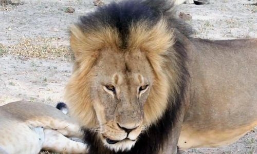 Pakistan zoo hope to auction 12 lions to private owners for Rs2 million each Pakistan zoo hope to auction 12 lions to private owners for Rs2 million each