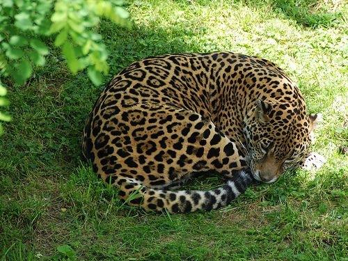 Gluttonous jaguar 'too fat to mate', says India zoo Gluttonous jaguar 'too fat to mate', says India zoo