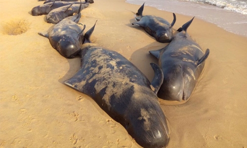 Dozens of whales die after southern India stranding Dozens of whales die after southern India stranding