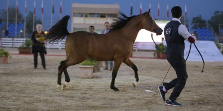 HORSESHOW BIG SUCCESS HORSESHOW BIG SUCCESS