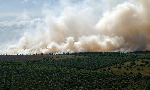 Indonesia arrests nearly 200 over forest fires
