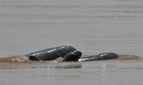 Cambodia river dolphins makes historic rebound