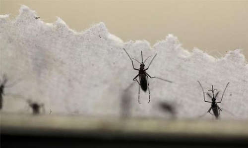 DNA offers hard evidence of malaria in Roman Empire