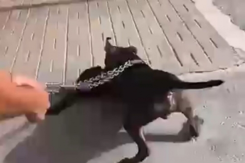 Group files complaint over video showing pitbull attacking cat 