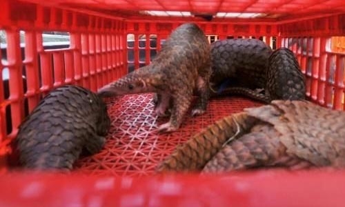 Indonesia seizes pangolins, scales worth $190,000 Indonesia seizes pangolins, scales worth $190,000