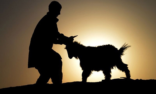 No kidding: Pentagon ran 'fancy Italian goat' project No kidding: Pentagon ran 'fancy Italian goat' project