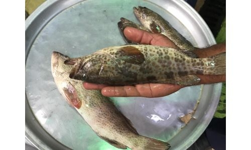 Four Asians punished for illegal fishing in Bahrain