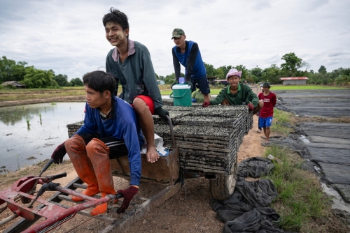 Thailand Offers IDs, Work Permits to Myanmar Refugees Thailand Offers IDs, Work Permits to Myanmar Refugees