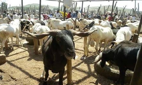 Boko Haram cattle rustling prompts market shut-down in Nigeria Boko Haram cattle rustling prompts market shut-down in Nigeria