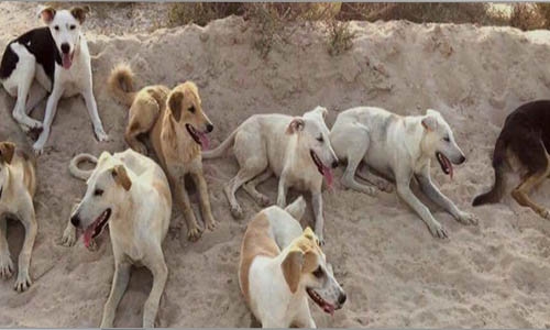 922 reports of stray dogs in Bahrain in four months