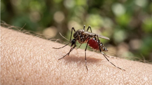 Rising temperatures drive malaria spike across southern Africa Rising temperatures drive malaria spike across southern Africa