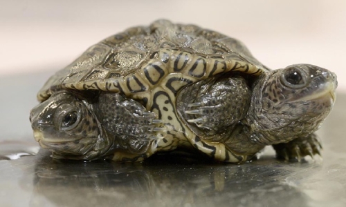 Two-headed baby turtle thrives at Massachusetts animal refuge
