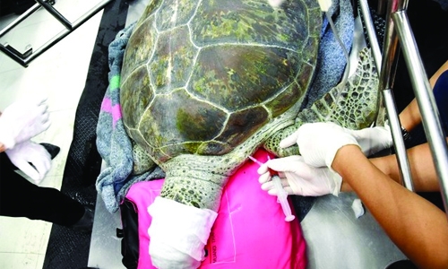 Coin swallowing Thai turtle on the mend