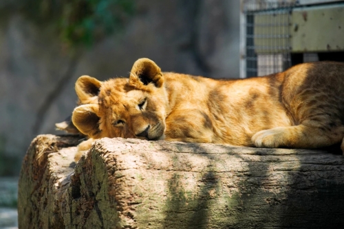 Three Lions Die of Suspected Heatstroke at Japan Zoo Amid Extreme Heat