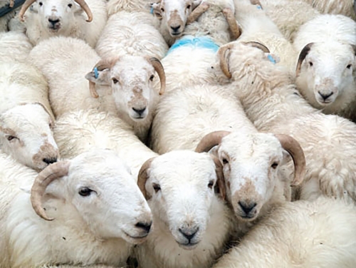 Bahrain returns sheep shipment over ‘sheeppox’ suspicion