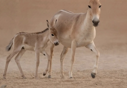 Saudi Arabia Celebrates First Onager Birth in Over 100 Years