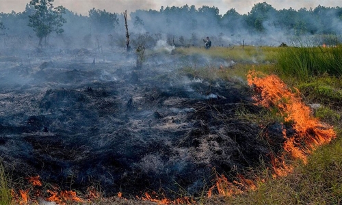 Tropical forest the size of England destroyed in 2018: report