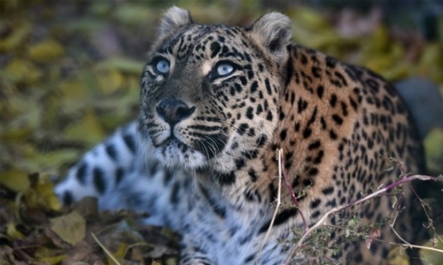 Leopard kills 3-year-old Leopard kills 3-year-old