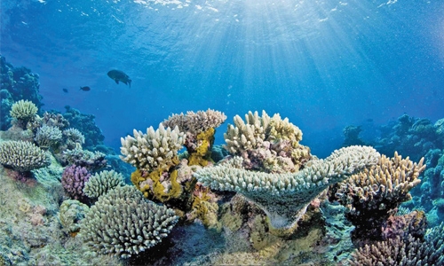 90pc coral reefs on the verge of death