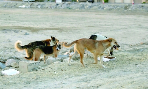 Stray dogs menace to be addressed Stray dogs menace to be addressed
