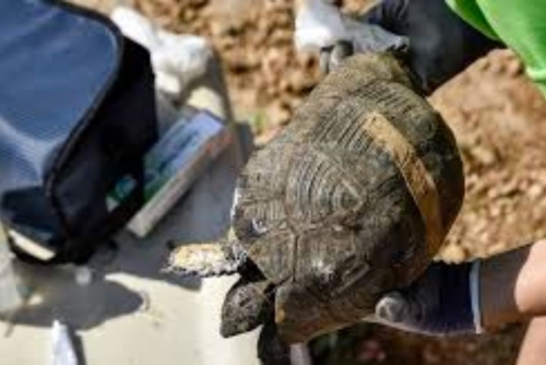 Burned Tortoise Highlights Wildlife Struggles Amid Greece’s Wildfires