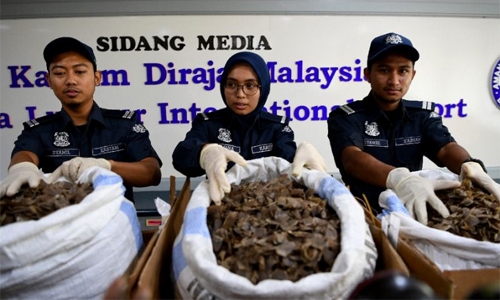$1.2 million of pangolin scales seized in Malaysia