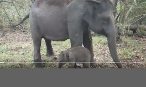 Endangered Sumatran elephant born in Indonesia, second in weeks