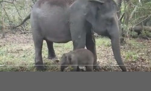 Endangered Sumatran elephant born in Indonesia, second in weeks Endangered Sumatran elephant born in Indonesia, second in weeks
