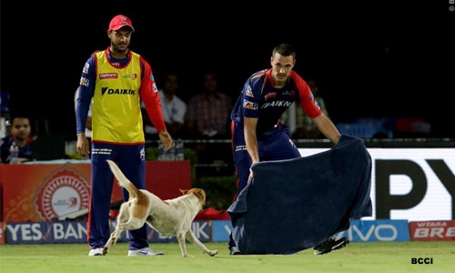 Dog invasion sparks chaos at IPL match Dog invasion sparks chaos at IPL match