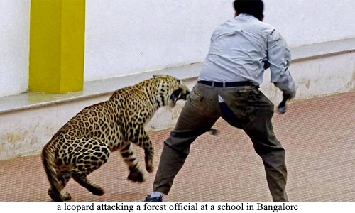 Schools shut in India's Bangalore after 'leopard sighting' Schools shut in India's Bangalore after 'leopard sighting'