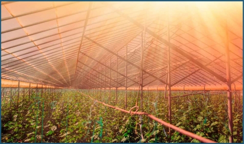 New Digital Service Speeds Up Farm Import Approvals