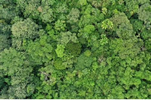 Tropical forest loss eases after record year: researchers