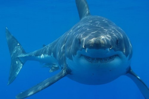 Man dead after Rottnest Island shark attack in Austrailia