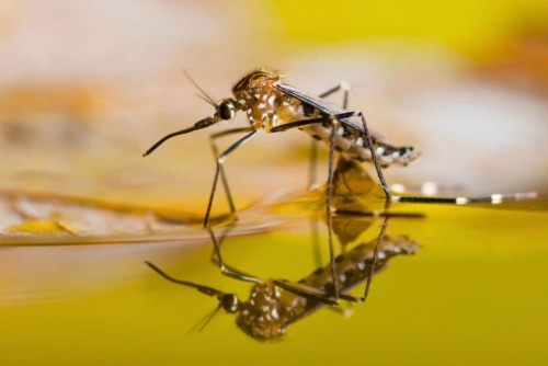 Mosquitoes discovered in Iceland for first time 