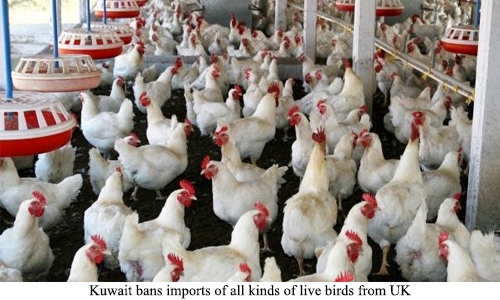 Kuwait bans imports of all kinds of live birds from UK
