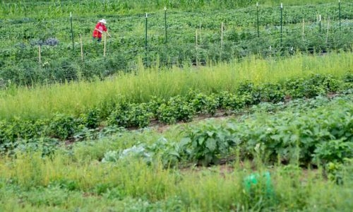 Bahrain expands agricultural land 