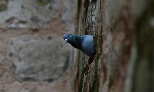 India police detain pigeon with threatening Modi note