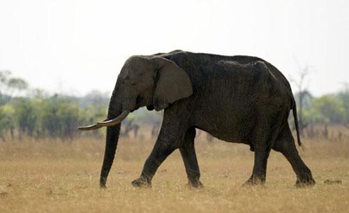 Zimbabwe journalists charged over elephant poisoning story Zimbabwe journalists charged over elephant poisoning story