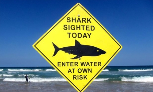 Swimmer mauled in suspected Australia shark attack