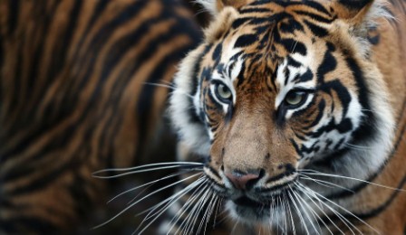 Sumatran tiger mauls keeper to death at Polish zoo: police Sumatran tiger mauls keeper to death at Polish zoo: police