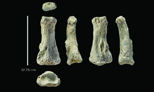 Finger bone points to early humans in Arabia
