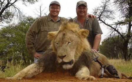 US dentist who killed Cecil the lion returns to work
