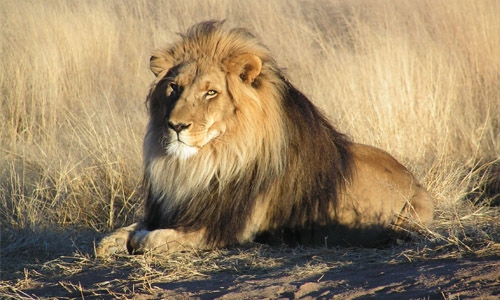 Suspected poacher eaten by lions in South Africa Suspected poacher eaten by lions in South Africa