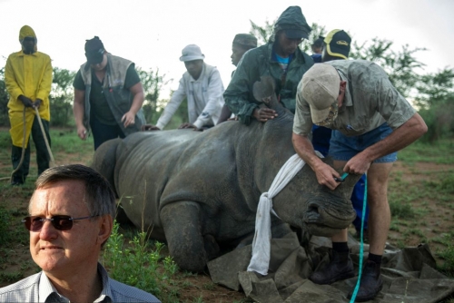 Ex-owner of world’s largest rhino farm arrested for trafficking Ex-owner of world’s largest rhino farm arrested for trafficking