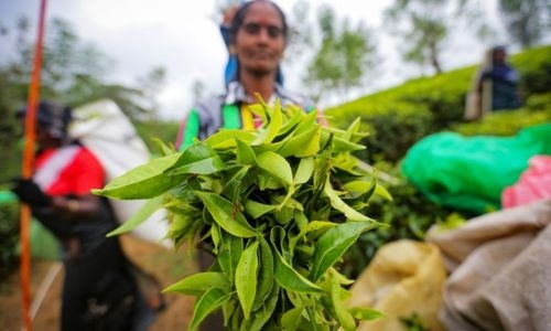 A new chapter for Ceylon tea