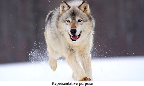 Woman with child finds 'wolf' in Ajman building lift Woman with child finds 'wolf' in Ajman building lift